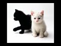 Cute Pictures Of Cats