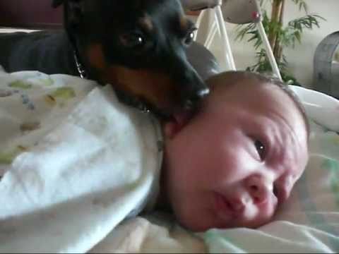 El perro que no quería que despertaran al bebé