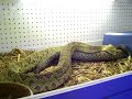 Mexican Westcoast Rattlesnake courtship