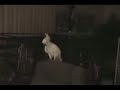 Snowball the Dancing Cockatoo - Redub #1