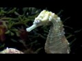 Living Treasures of the Waikiki Aquarium