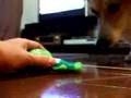 まりもっこり動画7
