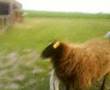 videos de koetje joris en schaap