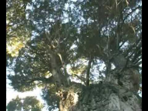 Imagen de previsualización de YouTube