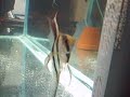 Angelfish, Egg Security Guards!
