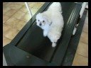 Doggies Daily Exercise Doggies Daily Exercise