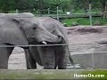 Scene naturel assez rare entre 2 élléphant Scene naturel assez rare entre 2 élléphant