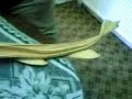 عروسه البحر