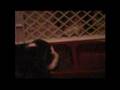 Basset Hound video