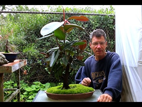 how to replant a ficus bonsai