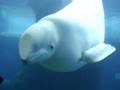 Beluga