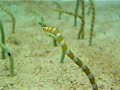 Garden Eels at the Georgia Aquarium