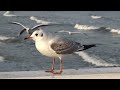 Ptaki nad Morzem Sopot  - Sea Birds Poland