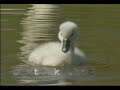 Muteswan & offspring