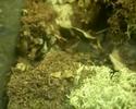 Pozornie wolniutka samiczka Brachypemy Albopilosum
