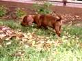 videos de Stan the Man