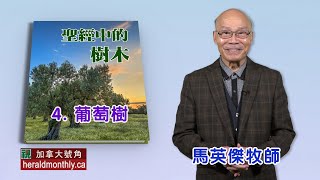 葡萄樹