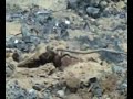 TOBRUK   طبرق  ليبيا سقوط طائرة ميغ فوق كمبوت 14/6/2008
