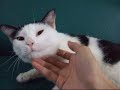 vicky the cat