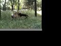dawa-jugando-con-roco-y-neo.html