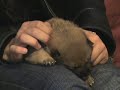 tanuki le  shiba