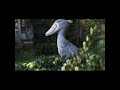 ハシビロコウ飛ぶ4
