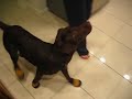 Zula boots