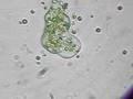Amoeba gobbles algae cells in Mono Lake