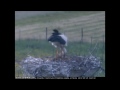 Click here to watch this video Bociany Ligota 25.05.2012. 16.46 Pisklaczek.wmv