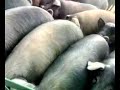 El ataque de los cochinos ibericos a bull terrier