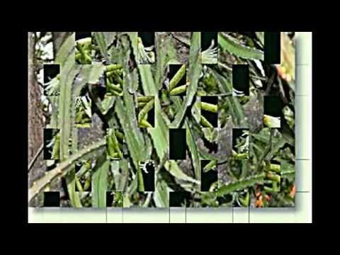 Fachkundige Pflege der Kakteen