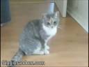 Drunk Cat Needs Direction