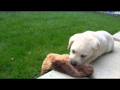 how to care one month labrador puppy