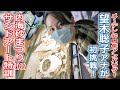 【60周年】メ～テレ60周年アンバサダー望木アナがサンドアートに初挑戦！「内海砂まつり2022」