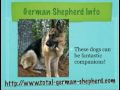 So you think you want a German Shepherd, huh?