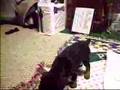Wild Doberman Puppies 