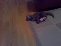 20090107002