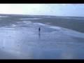 videos de border collies aan zee
