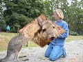 wallabees and 5000 pound devil fish