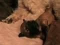 3-week old wheaten terrier puppies