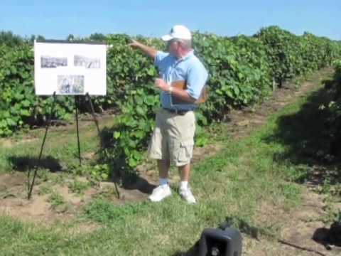Viticulture Field Day