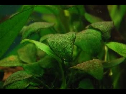 how to eliminate brown algae in aquarium