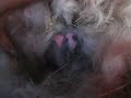b�b�s lapins