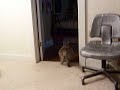 mowzer