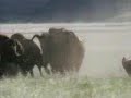 lobos caçando bisões lobos caçando bisões