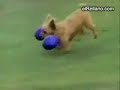 Compil drôle de chiens..... Compil drôle de chiens.....