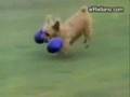 Compil drôle de chiens.....