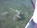 Fighting a 6 foot leamon shark while fighing a 10 lb. barrac