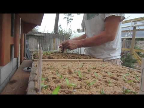 how to transplant seedlings