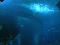Planet Scuba - Dive with the Sharks 5/7